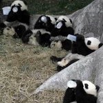 귀엽게 <b>젖병</b> 물고있는 동물들