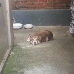 가을이와 <b>루나</b>의 일상 (시베리안허스키, 래브라도리트리버)