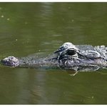 [유머] <b>악어</b>의 비밀.jpg