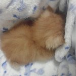 [또치] 또치를기억하시나요 :)