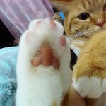 [우리고양이] 우리집고양이가족(9탄)거부할수없는<b>마력</b>냥