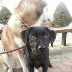 <b>루나</b>(블랙 랩)의 개인기모음