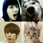 [비스트] 씹덕주의) 비스트 개(?)<b>ver</b>.