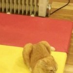 고양이카페갔는데 특이한 식빵<b>자세</b> ㅋㅋㅋㅋ