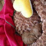 [뒤뚱푸들] [푸들]우리 <b>카카</b>를 소개합니다.