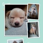 친구커플이 아기<b>동물</b>들을 유기시켰습니다.....