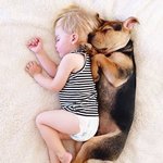 [동물사진] 보와 테오의 낮잠 :: 보와 테오의 우정을 기록한 낮잠...