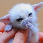 눈정화용 아기 <b>동물사진</b> 모음