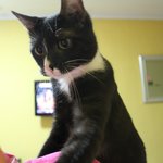 [<b>레</b>오냥] 3탄 손가락마약에 빠진 레오 +)동영상