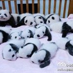 [루한] ㅅㄷ) 귀여운 <b>판다</b>~~