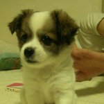 유기견이였던 뽀로리들