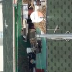 [도와주세요] 묶여있는 고양이...도와주세요ㅠㅠ!!!!!!