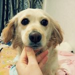 [뚜바] 골든리트리버 닮은 뚜바 2탄!