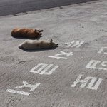 <b>낮잠</b> 자고있는 황구.백구요~