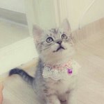 브리티쉬 숏헤어 아기고양이 <b>보리</b>2탄~!