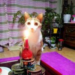 냥이 생일 파뤼~