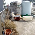 [허스키<b>심바</b>] <b>심바</b>의 산책일기 눈이 왔어요.