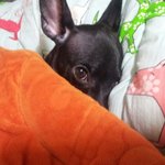 [미니핀두봉] 길잃은푸들요시 이야기