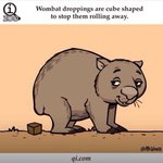 [유머] 정육면체 똥을 누는<b>동물</b>.jpg