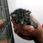 [칫타칫타] 아기고양이 치타♬