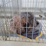 [사지말고 입양하세요] 요크셔 <b>미미</b> 입니다