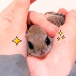 오늘의 발렌타인 베이비^^ 우리집 <b>하늘</b>다람쥐 ㅎㅎ