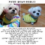 유기견 <b>입양</b>보내며 가장 난감할때..