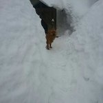흔한 <b>강릉</b>의 마당개