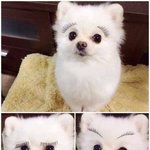 [김치채널] [<b>귀욤</b>주의] 속눈섭을 껴보았다.