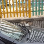 [<b>애기야</b>가자] 이 고양이 귀엽나요?