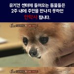 반려동물은 장난감이 아닙니다....