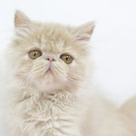 [<b>반려</b>고양이] 울 냥이 페르페르~ 벌서는 사진