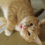 [귀여운<b>동물</b>] 울이쁜 개냥이 겨울이