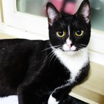 [레오냥] (4탄) <b>레오</b>의 베스트 샷들 모아봤어요^^ +)동영상