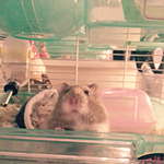 [뚱뚱한곰] 이 아이종류가뭘까요?