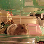 [뚱뚱한곰] <b>테디</b>베어 햄스터 <b>테디</b>