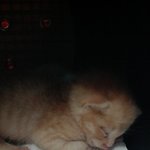 [<b>벨라</b>제나] 길냥이에서 럭셜도련님으로~!