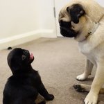 [퍼그<b>심바</b>] simba&amp;nala - 첫만남 그리고 첫날밤