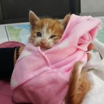 [우리고양이] 길고양이 별이 키우기