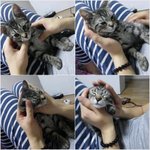 [칫타칫타] 아기고양이 치타♬ - 아빠의 마사지