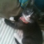 [레오냥] (5탄)레오의 아<b>깽이</b> 시절 +)동영상