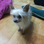 [보고싶다] 같이지낸지 11년,떠난지 몇개월.. 너무 보고싶습니다...