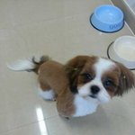 우리<b>집</b> 뚱<b>이</b>를소개함