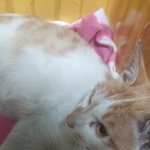 고양이주인을찾습니다[인천이마트]