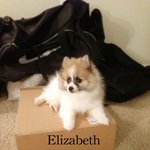 [<b>포</b><b>메</b>삼남매] 미국에 사는 <b>포메</b> 삼남매 이야기