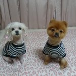 유기견이었던 별<b>댕이</b> 이야기