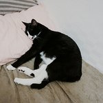 [<b>탄천</b>필근] [탄천필근] 우다다닥 고양이 네마리