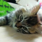 응봉냥이 사진투척!