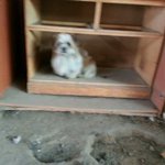 [아산천사원] 너무 가엾고 애뜻한 <b>시츄</b>와 요키