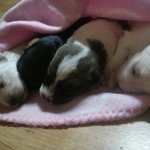 [럭키아가들] 럭키의 첫 출산 후기 ♧